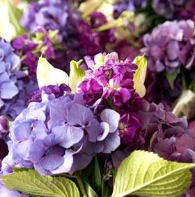 Purple hydrangea, purple stock with white mini-Calla Lilies